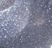 Silver Glitz
