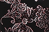 ER red flowers TQ Mondor